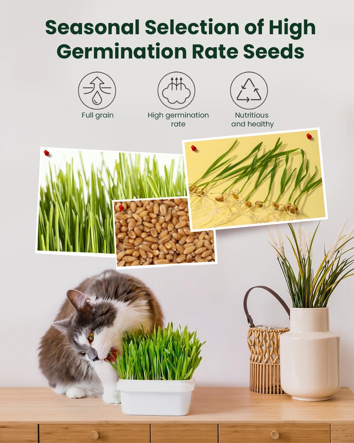 Cat Grass Growing Kit with Wheat Seeds, BPA-Free Planter & Soil, 3 Pack H53307