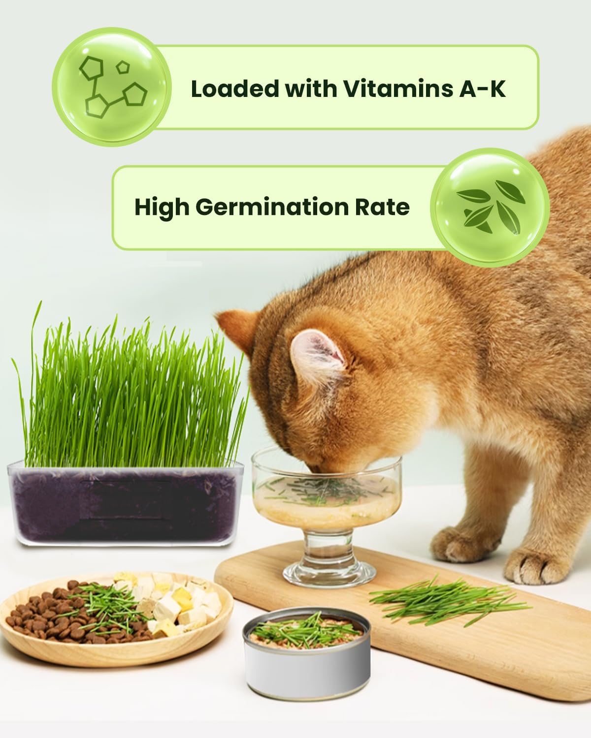 Cat Grass Growing Kit with Wheat Seeds, BPA-Free Planter & Soil, 3 Pack H53307